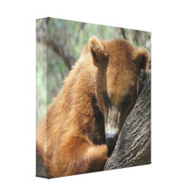 Sleeping Kodiak Bear Canvas Print