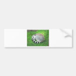 Sleeping Lemur On Grass Bumper Sticker