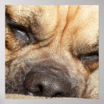 Sleeping Mastiff Poster  