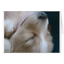 Sleeping puppy cards