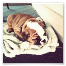 Sleeping Puppy Photo Print