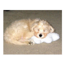 Sleeping puppy postcards