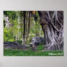 Sleeping Tiger Print