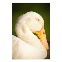 Sleeping White Duck Art Photo