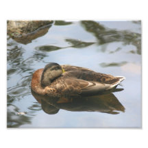 Sleepy Brown Duck 10x8 Nature Print Photograph