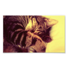 Sleepy Cat. Photo Print