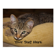 Sleepy Cat Postcard