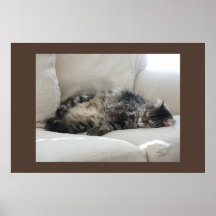Sleepy Cat Poster