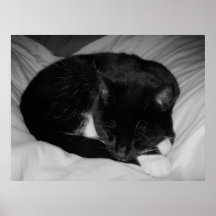 Sleepy Cat Posters