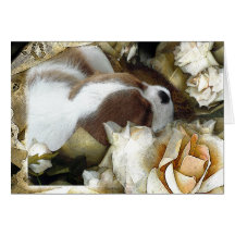 Sleepy Cavalier Cards