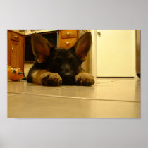 Sleepy German Puppy