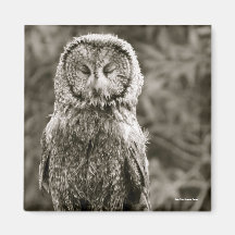 Sleepy Great Grey Owl Refrigerator Magnets