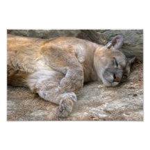 Sleepy Head Photographic Print