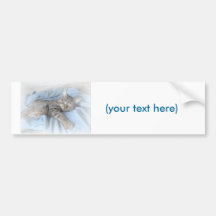 Sleepy Kitty Bumper Sticker