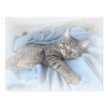 Sleepy Kitty Post Card