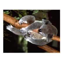 Sleepy Koala Post Cards
