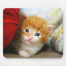 Sleepy Maine Coon Kitten Mousepad