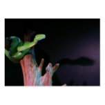 Slithering Green Tree Boa Business Cards