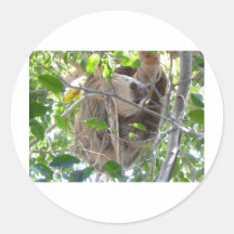 sloth sticker