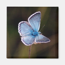Small Blue Butterfly Square Magnet