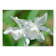 Small Cup Daffodils Greeting Cards