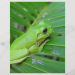Small Green Frog Personalized Flyer
