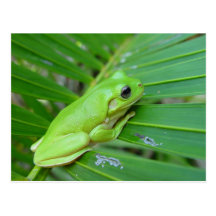 Small Green Frog Post Cards