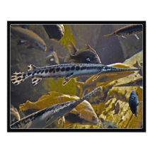 Small predator photo