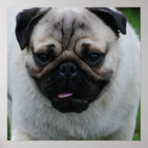 Small Pug Puppy Poster