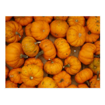 Small Pumpkins Post Card