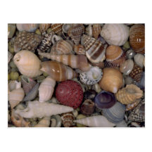 Small shells Shell Post Card