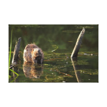 Smiling Beaver Canvas Prints