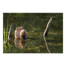 Smiling Beaver Photo