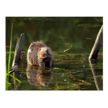 Smiling Beaver Post Cards