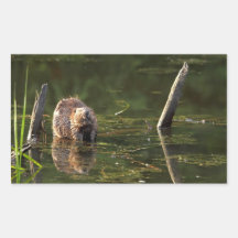 Smiling Beaver Rectangle Sticker