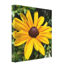 Smiling Black Eyed Susan Canvas Print