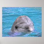 Smiling Dolphin Posters