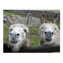 Smiling Donkeys! Postcard
