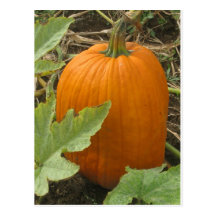 Smiling Pumpkin Post Card