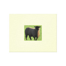 Smiling sheep picture canvas prints