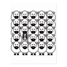 Smooth-Coated Border Collie in the Sheep Post Card