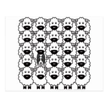 Smooth-Coated Border Collie in the Sheep Post Cards