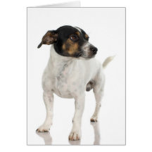 Smooth Fox Terrier Card