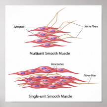 Smooth muscle innervation Poster