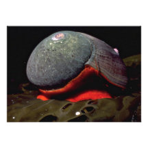 Smooth turban (Norrisia norrisii) Shell Invite