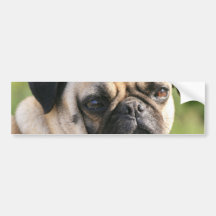 Smug Pug  Bumper Sticker