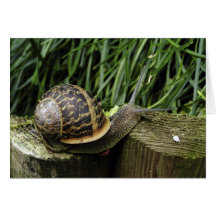 Snail Greeting Card