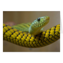 Snake Reptile Greeting Card