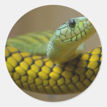 Snake Reptile Round Stickers