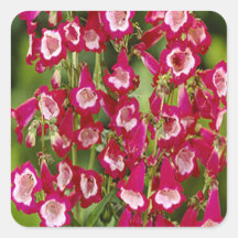 Snapdragon Flowers Stickers